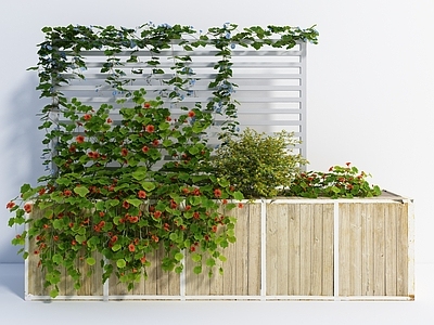 植物花箱
