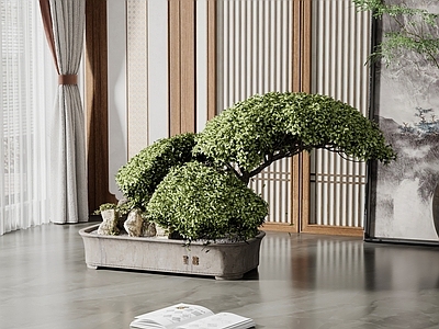 绿植 盆景 盆栽 落地