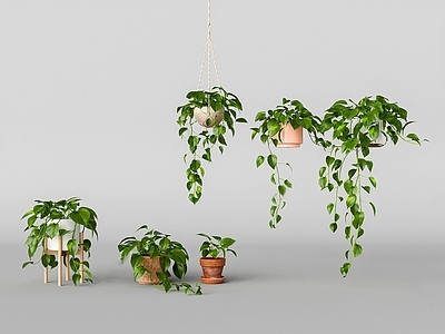 室内盆栽绿萝绿植吊篮植物组合 室内绿植盆栽组合 花草花卉