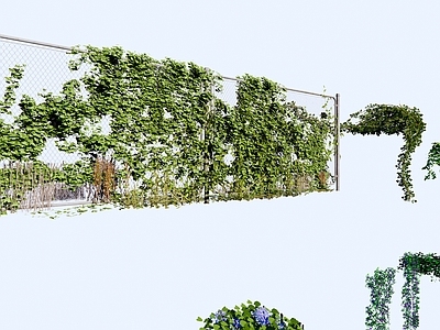 藤蔓植物 墙