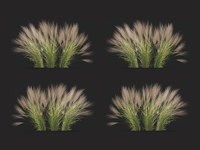 马尾针茅 羽毛草 针草 青草 草