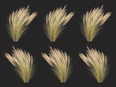 马尾针茅 羽毛草 针草 青草 草