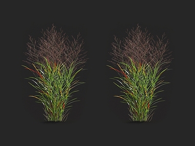 柳枝稷 针草 青草 蒲苇