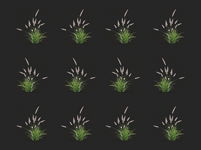 狼尾草 针草 青草 蒲苇