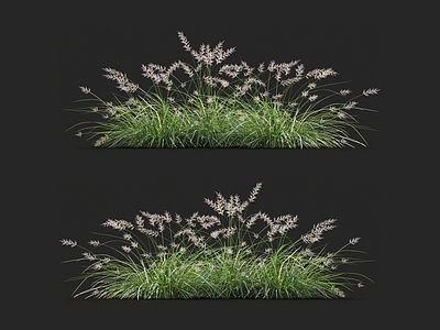 狼尾草 针草 青草 蒲苇