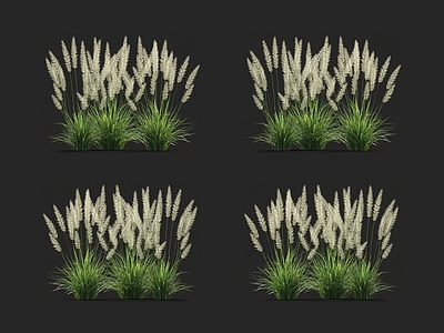狼尾草 针草 青草 蒲苇 羊茅
