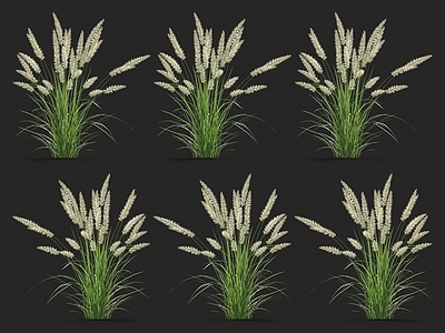狼尾草 针草 青草 蒲苇
