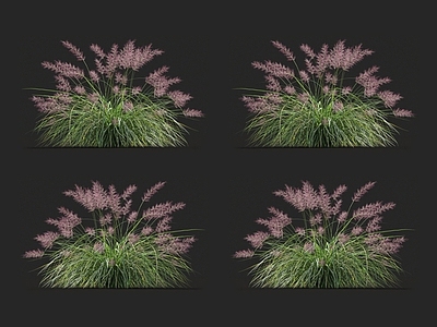 狼尾草 针草 青草 蒲苇