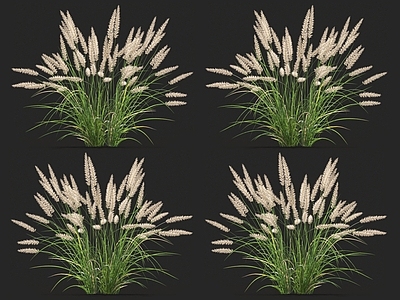 狼尾草 针草 青草 蒲苇