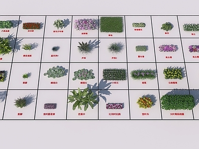 植物组合 花草组合