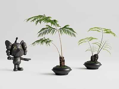 蕨类盆栽 蕨类植物 盆景 桌面