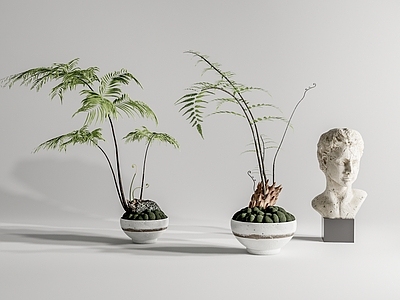 蕨类盆栽 蕨类植物 盆景 桌面