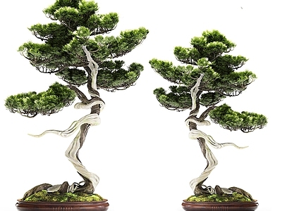 绿植盆栽 盆景 落地
