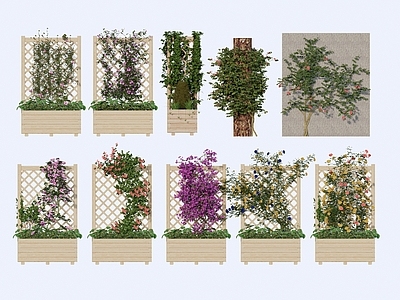 藤本 花架