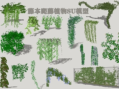 藤本爬藤植物 绿植墙