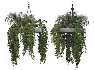 藤本植物 吊篮 盆栽