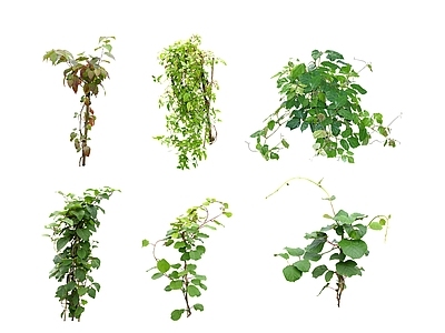 2D藤蔓藤本植物 爬藤爬墙 攀爬墙