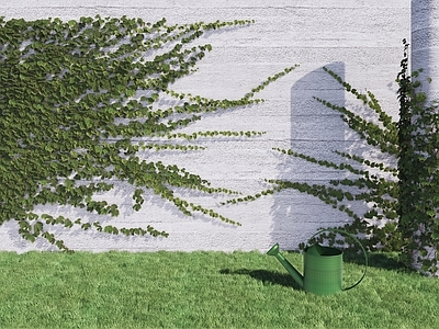 藤本植物爬山虎 地棉 爬墙植物