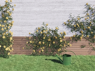 藤本植物 月季 爬墙植物
