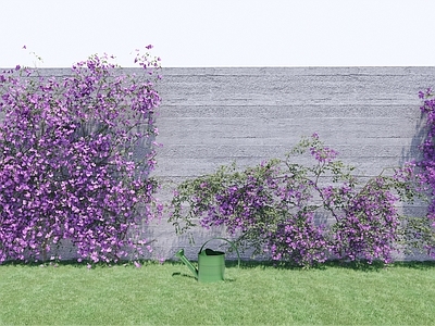 藤本植物 三角梅 植物墙 爬藤植物 绿植墙