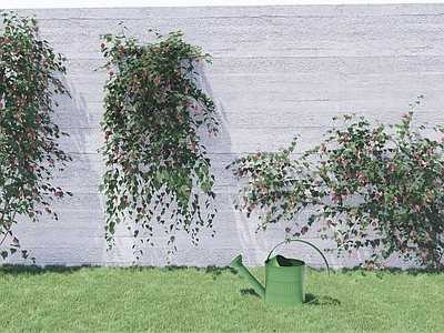 藤本植物 风玲花 爬藤植物 绿植墙
