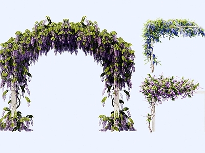藤本植物 花架