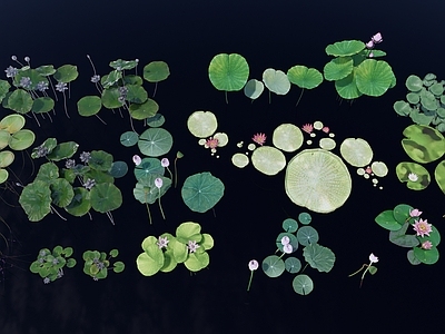 水生植物 莲花 莲蓬