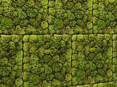 绿植墙