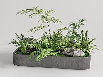 蕨类植物堆