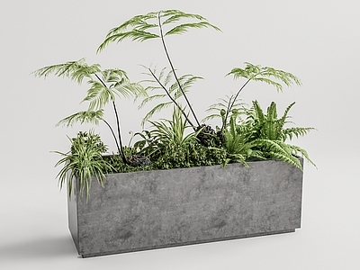 蕨类植物堆