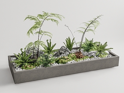 蕨类植物堆