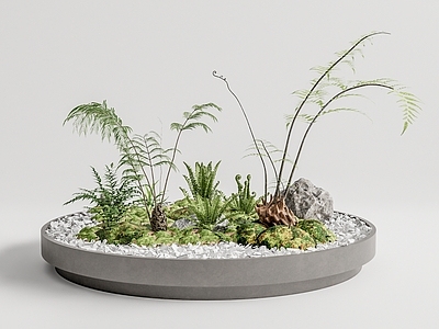 蕨类植物堆
