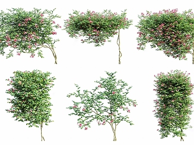 凌霄花绿植墙爬藤蔓组合 垂直绿化爬山虎植物墙组合