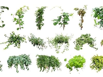 2D植物藤本 常春藤 炮仗花