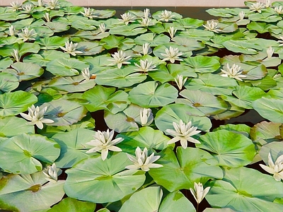 水生植物 荷叶 睡莲 莲花