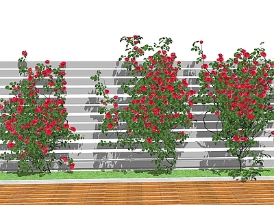 庭院绿植爬藤月季花 墙 墙
