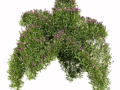 户外花草