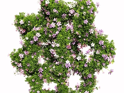 花草