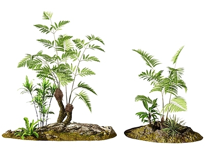 现代蕨类植物