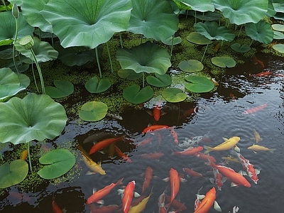 锦鲤鱼群 鲤鱼 金鱼锦鲤组合 红色黄色金鱼