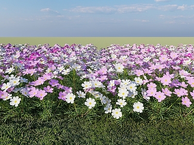 花卉花丛 波斯菊花卉 花丛 菊花花卉