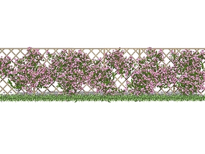 藤本爬藤植物 墙