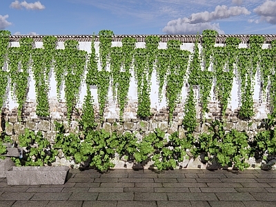 绿植墙 藤蔓植物 爬藤 爬山虎 藤本植物 室外植物 庭园绿植墙 绿植墙