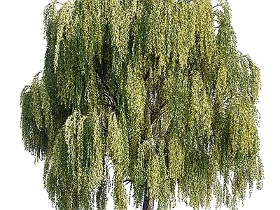 乔木 柳树