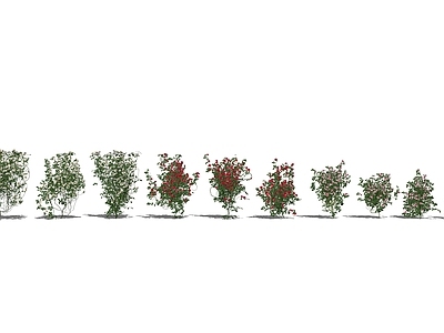 藤本植物 月季