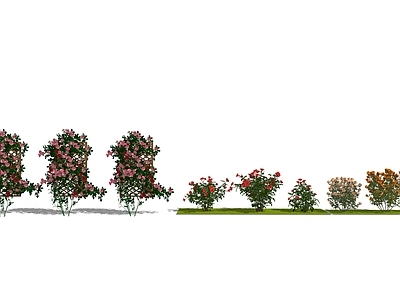藤本植物 月季