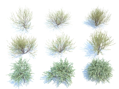 花草组合 灌木 小草 小树