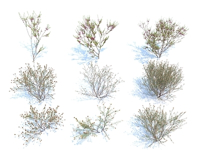 花草组合 小树 灌木