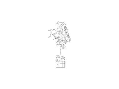 乔木种植 植物立面