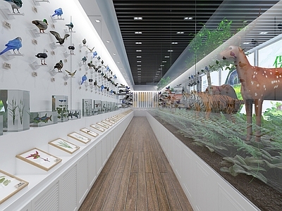 现代动植物标本展厅 动物展示墙展厅 动物标本展示博物馆